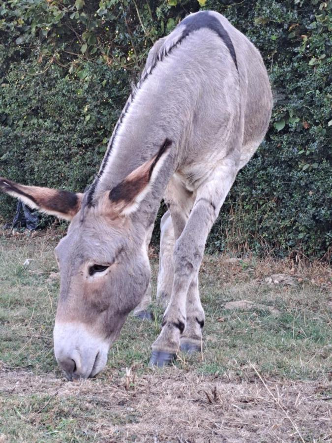 La Suite D'Elise Grumesnil Exteriör bild